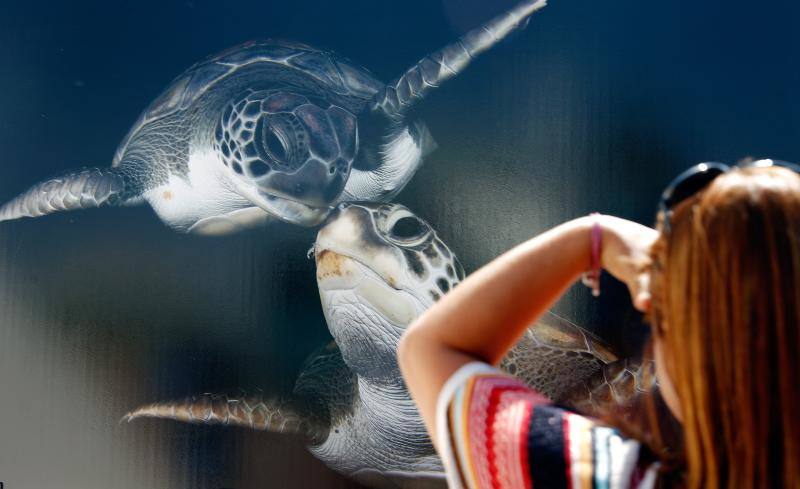 Fotos del Festival de Imagen Submarina en l'Oceanogràfic de Valencia (2017)