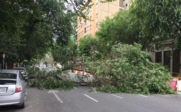 La caída de un árbol obliga a cortar la avenida de Burjassot