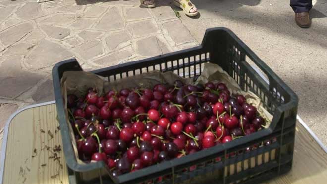 Las lluvias obligan a suspender el Día de la Cereza de Serra