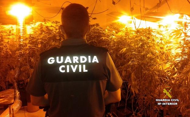 Detenido por cultivar 93 plantas de marihuana en Benicarló