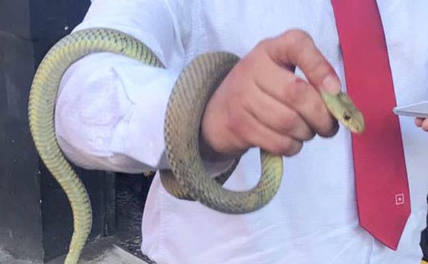 Una serpiente de 1,5 metros muerde a un hombre en la avenida del Puerto en Valencia