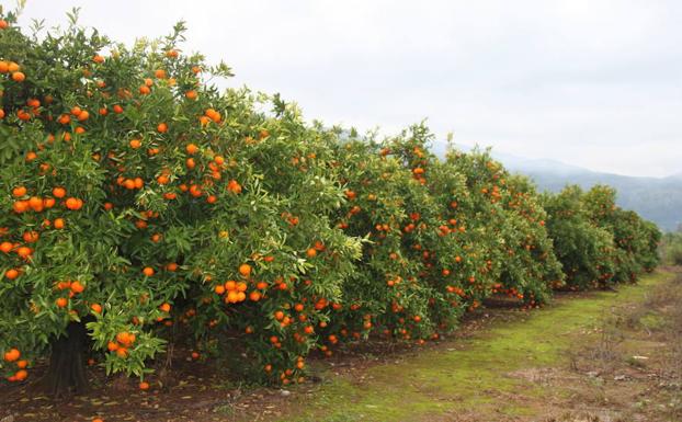 Una persona detenida y 12 investigadas por el robo de 82.000 kilos de naranjas en Llíria