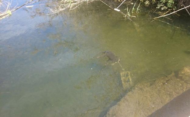 Seis meses de cárcel por matar a su perro al ahogarlo con un bloque de hormigón en Benifairó de la Valldigna