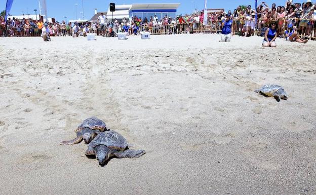 El Oceanogràfic libera tres tortugas recuperadas en sus instalaciones