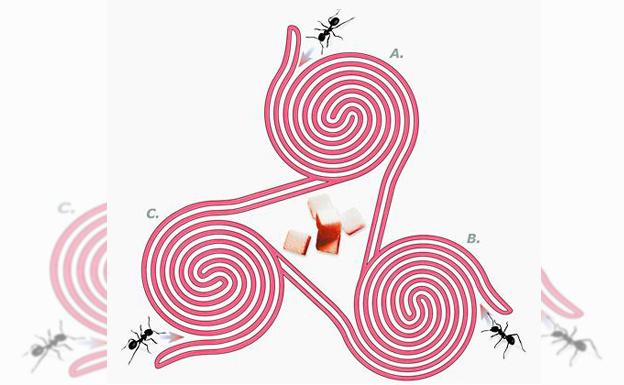 ¿Qué hormiga alcanzará el terrón de azúcar?