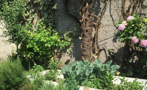 Busca a la gata escondida