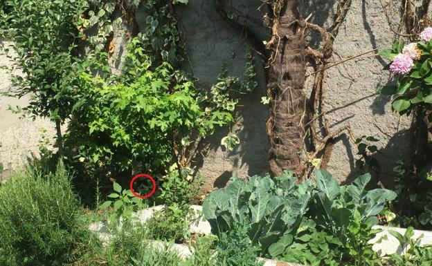 Solución | Busca a la gata escondida