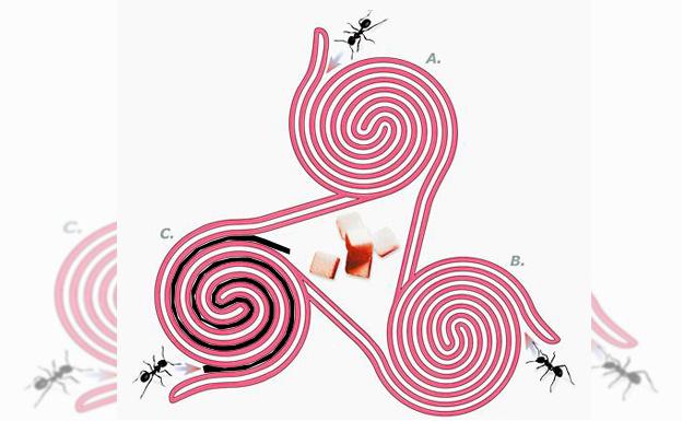 Solución | ¿Qué hormiga alcanzará el terrón de azúcar?