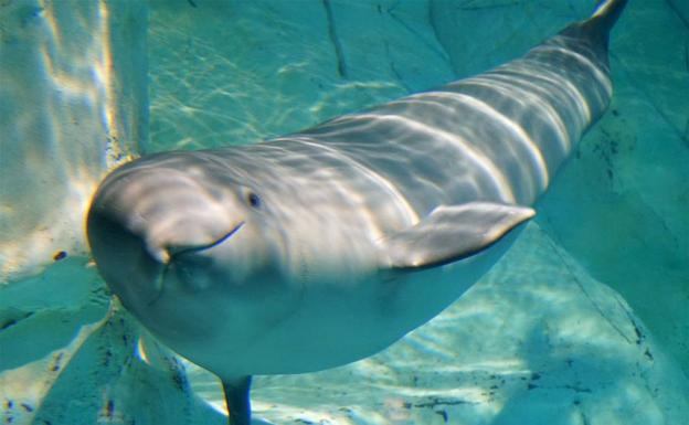 El bebé beluga del Oceanogràfic cumple siete meses