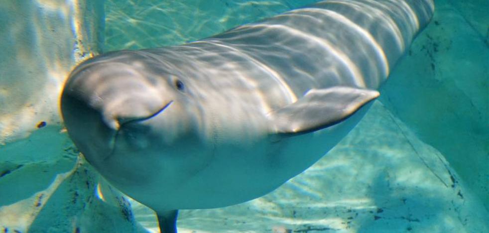 El bebé beluga del Oceanogràfic cumple siete meses