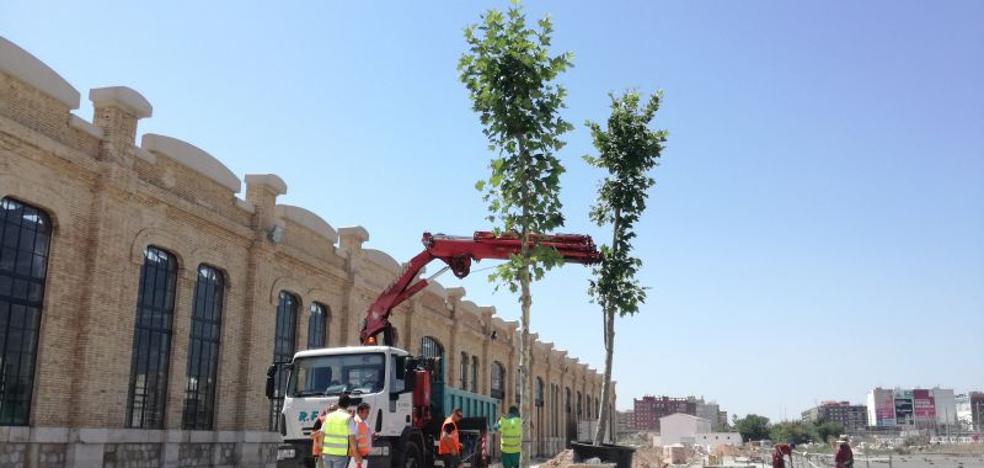 Plantan los primeros árboles en una rotonda y la acera de la calle Fiilipinas para el futuro Parque Central de Valencia
