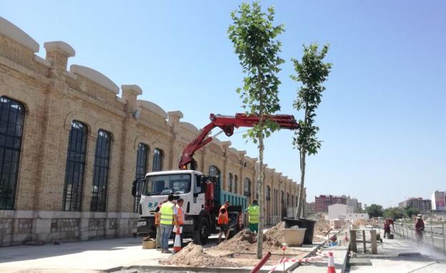 Plantan los primeros árboles en una rotonda y la acera de la calle Fiilipinas para el futuro Parque Central de Valencia