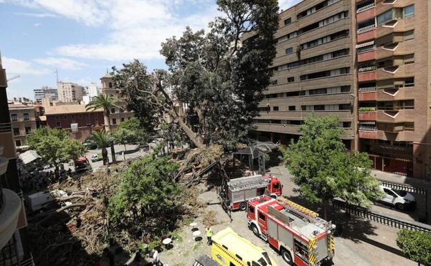 Sin heridos graves tras desplomarse el ficus de la plaza de Santo Domingo de Murcia