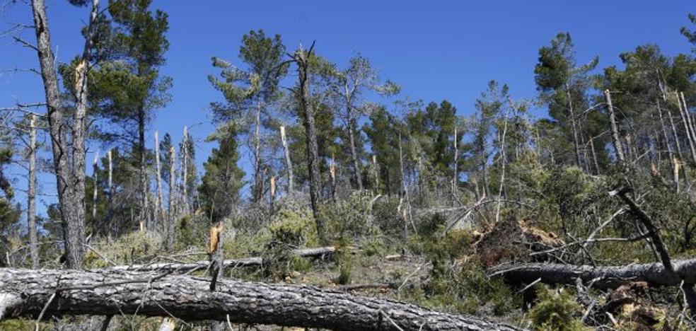 El verano llega con el monte de la Comunitat Valenciana convertido en un polvorín por falta de limpieza y la sequía