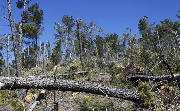 El verano llega con el monte de la Comunitat Valenciana convertido en un polvorín por falta de limpieza y la sequía