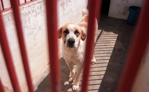 La fallecida por el ataque de un perro en Badajoz lo estaba desparasitando