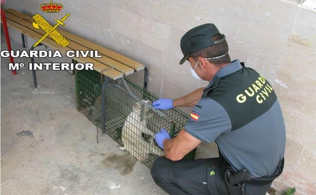 Tres detenidos por maltratar a animales en la provincia de Valencia