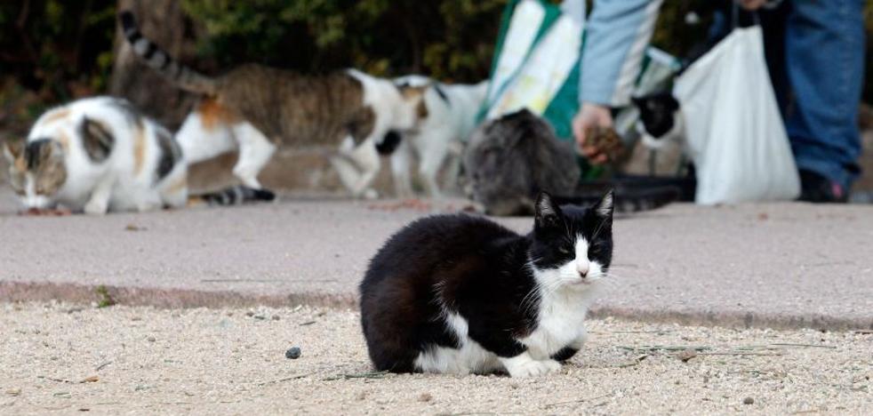 Denuncian que la concejal Glòria Tello quiere sacar los gatos del refugio de Valencia