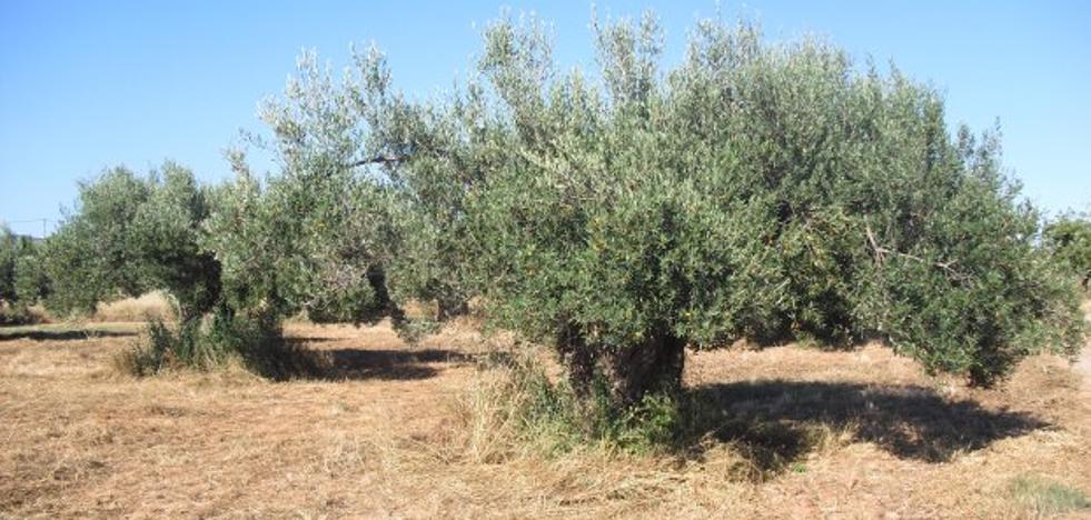 La mortífera Xylella llega a la Comunitat Valenciana