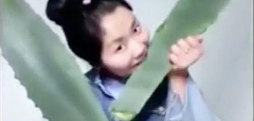 Una bloguera se come una planta venenosa en directo creyendo que es aloe vera