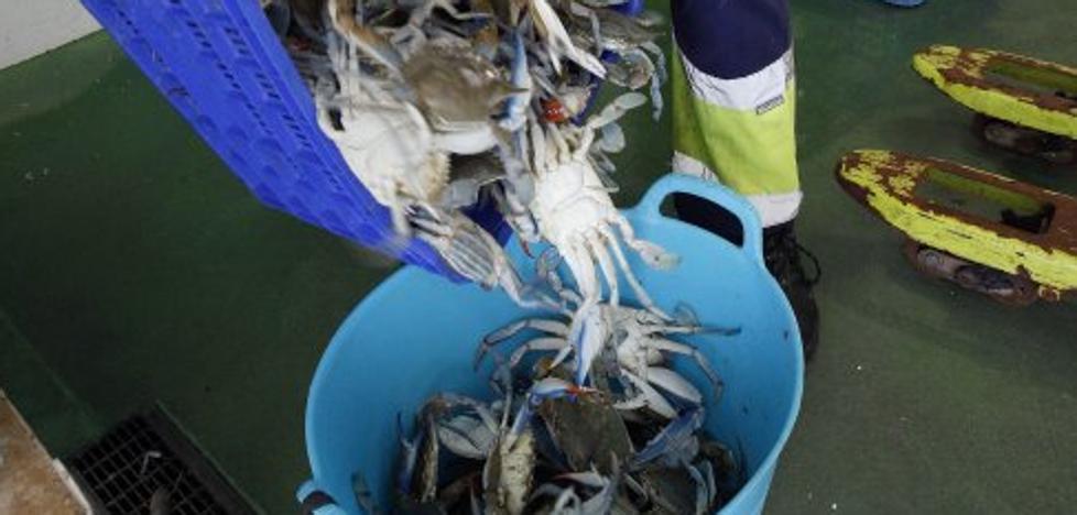 El cangrejo azul, de invasor de la Albufera a manjar
