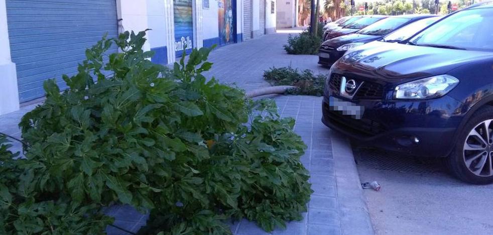 Un árbol permanece caído desde hace días en Valencia