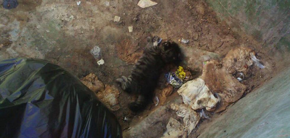 Detenido por torturar y matar a un cachorro de gato y agredir a una mujer que se lo recriminó