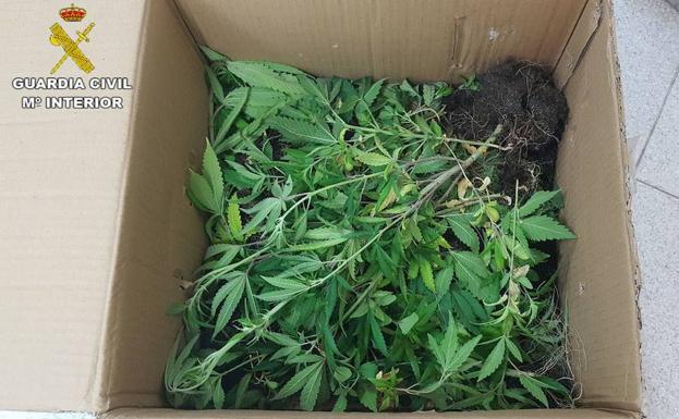 Detenidos cuatro ladrones y el propietario de una casa en la que le robaron cajas de marihuana