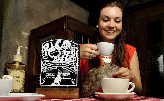 Tomar un café con ratas ya es posible en San Francisco