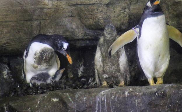Cuatro pingüinos Juanito nacen en el Oceanogràfic de Valencia