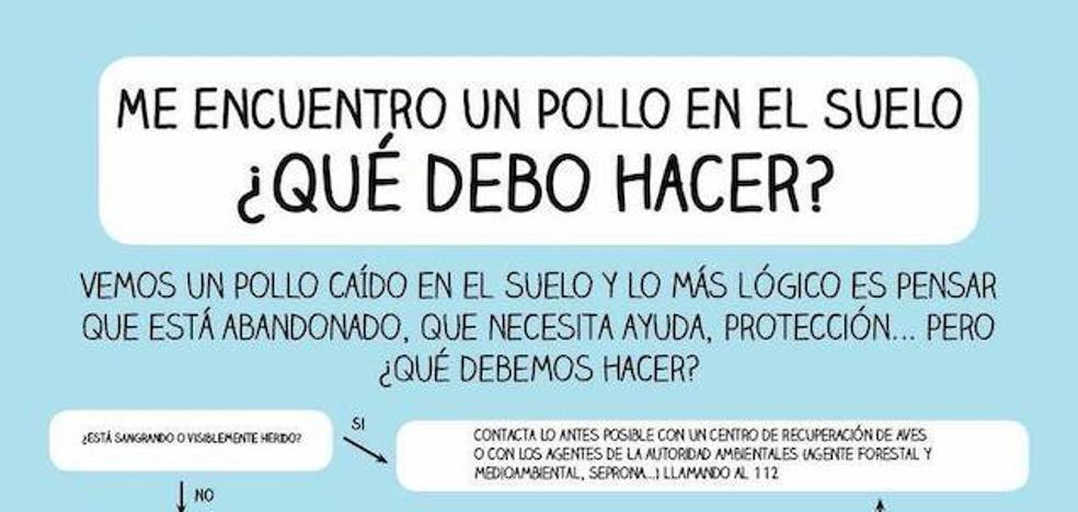 Me encuentro con un pollo en el suelo, ¿qué debo hacer?