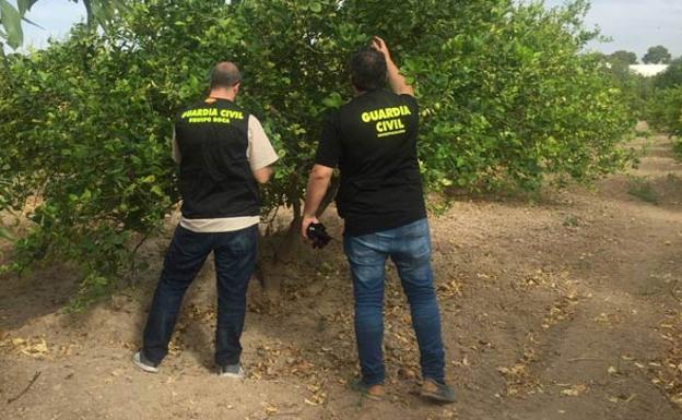 La Guardia Civil detiene a tres personas por el robo de 3.000 kilos de limones