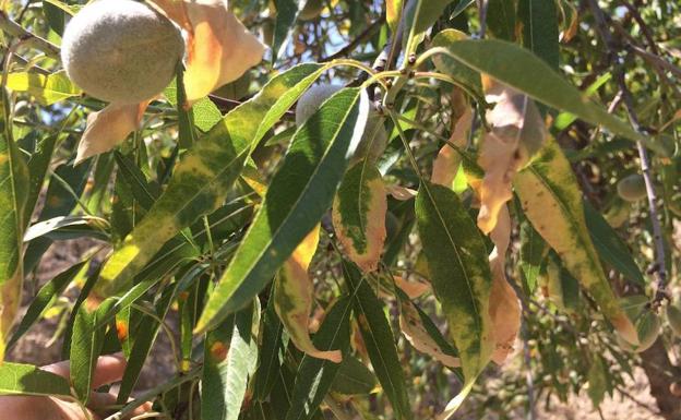 El Gobierno abonará el 50% de la indemnización por el caso de 'Xylella' y pagará a partir de septiembre