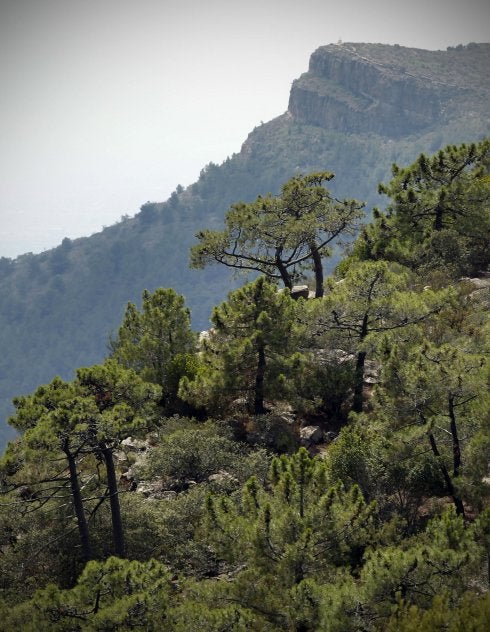 El Consell estudia implantar el 'céntimo forestal' para mantener los montes