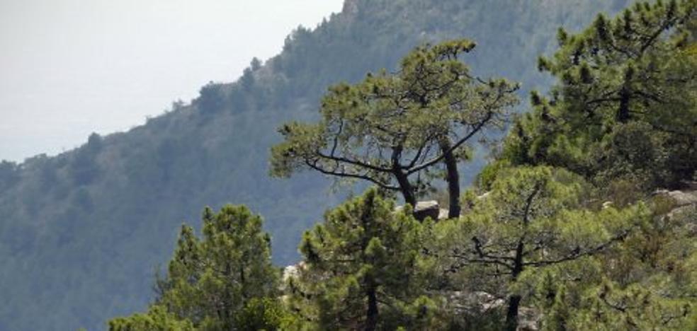 El Consell estudia implantar el 'céntimo forestal' para mantener los montes