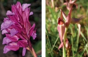 Conoce las orquídeas valencianas