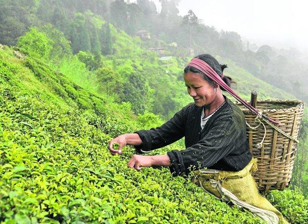 Inglaterra se queda sin té Darjeeling