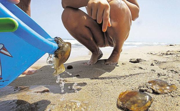 Qué tipos de medusas hay en las playas valencianas y cómo actuar ante su picadura