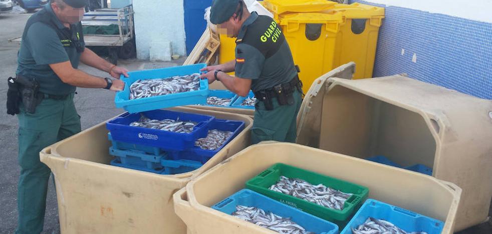 Decomisan 300 kilos de pescado fresco inmaduro en Altea