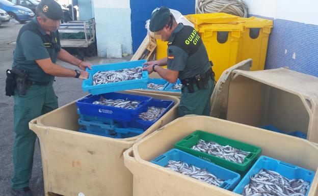 Decomisan 300 kilos de pescado fresco inmaduro en Altea