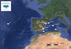 Una de las tortugas recuperadas por el Oceanogràfic llega al Atlàntico