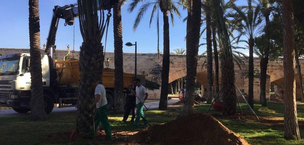 El Ayuntamiento plantará 1.200 árboles por toda Valencia antes de que acabe el año