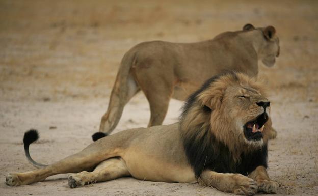 Muere Xanda, uno de los hijos del león Cecil, tiroteado en Zimbabue