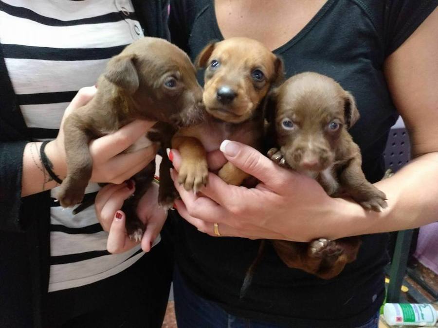 Día Mundial del Perro, el mejor amigo del hombre