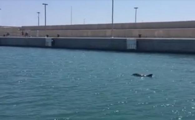 Una cría de delfín se deja ver en la Marina de Valencia