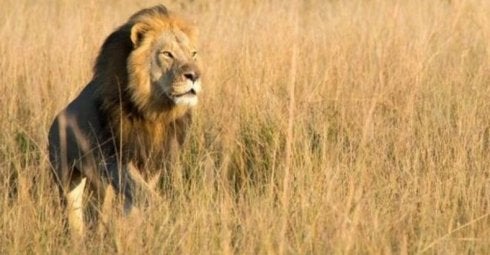 Un español, posible autor de la muerte de Xanda, el 'heredero' del león Cecil