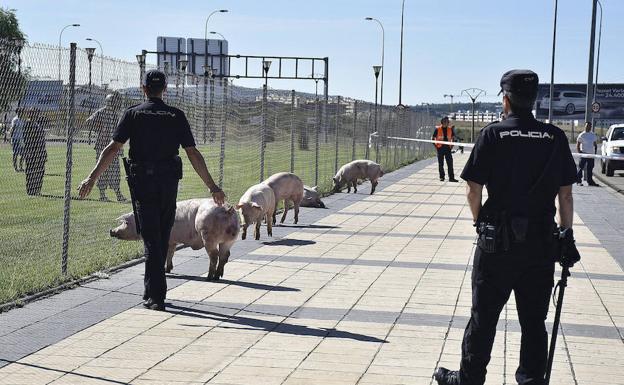 Una piara de cerdos deambula por Soria