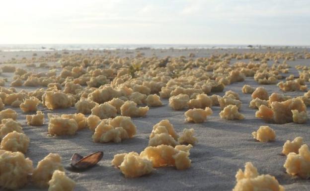 Qué son las esponjas amarillas que invaden la costa norte de Francia