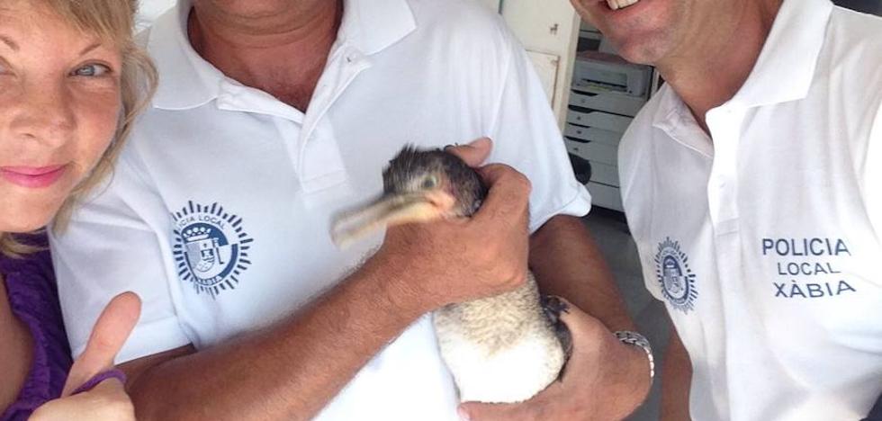 La Policía Local de Xàbia rescata un cormorán atrapado entre las rocas del Tangó