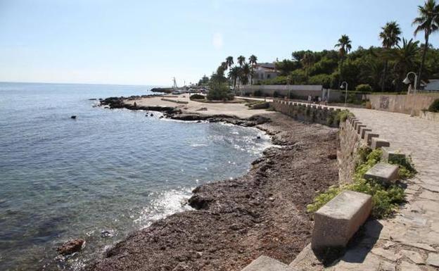 Fallece un delfín listado que apareció varado en la playa de Dénia